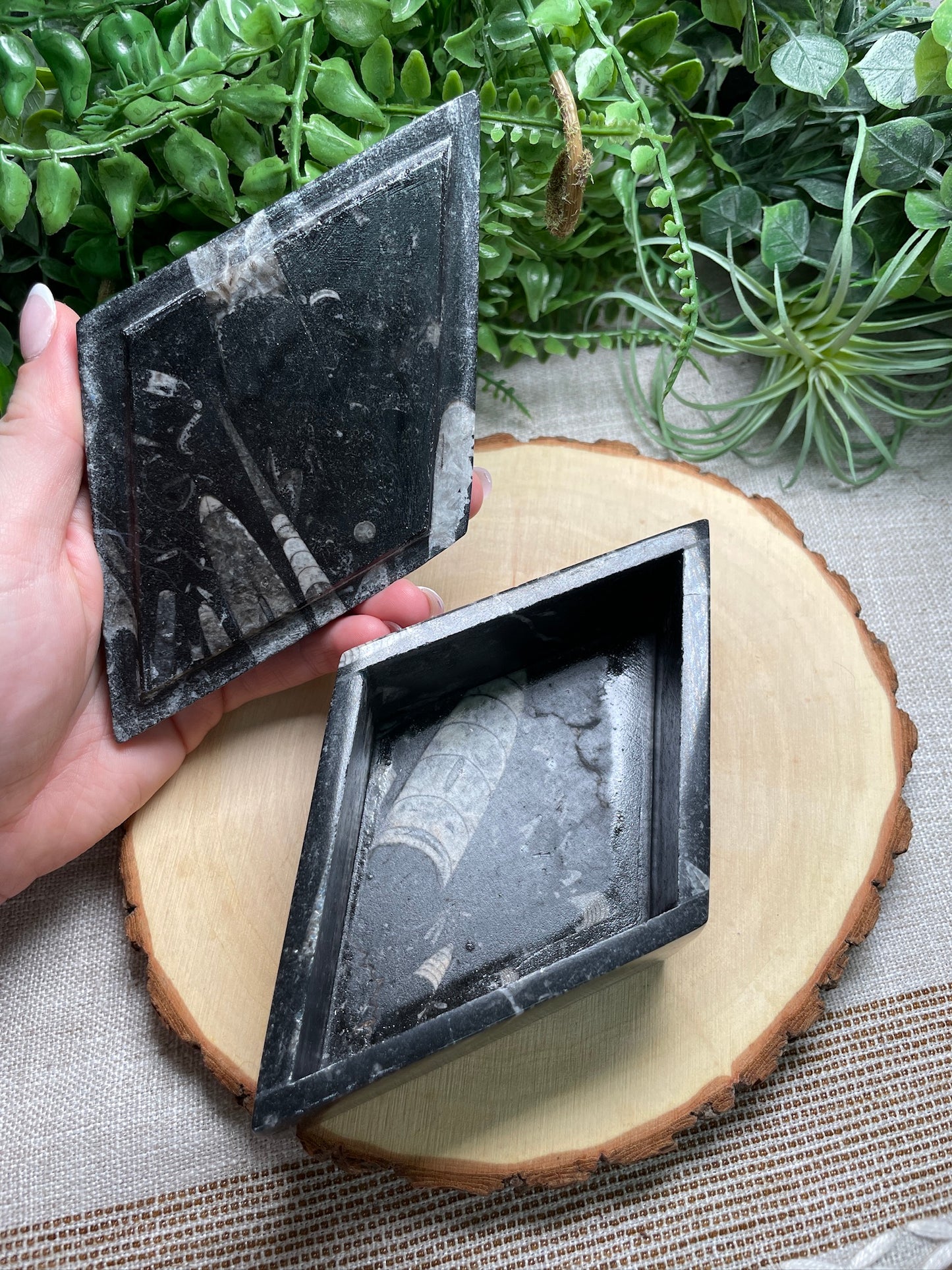 Ammonite and Orthoceras Fossil Box