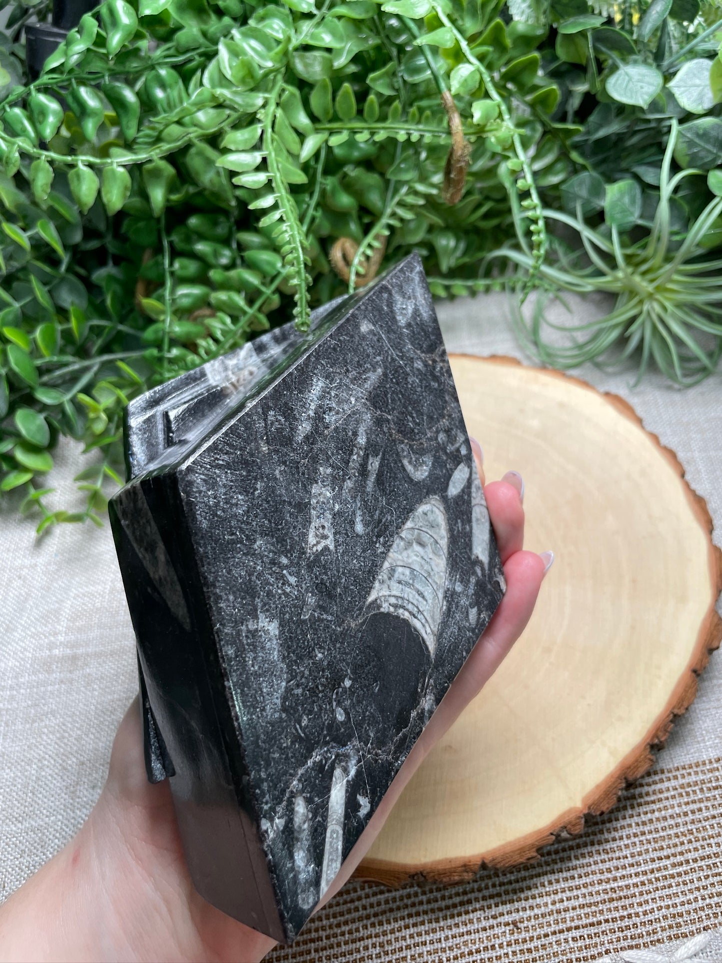 Ammonite and Orthoceras Fossil Box