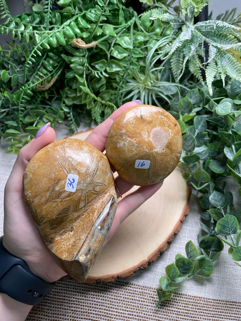 Fossilized Sand Dollar