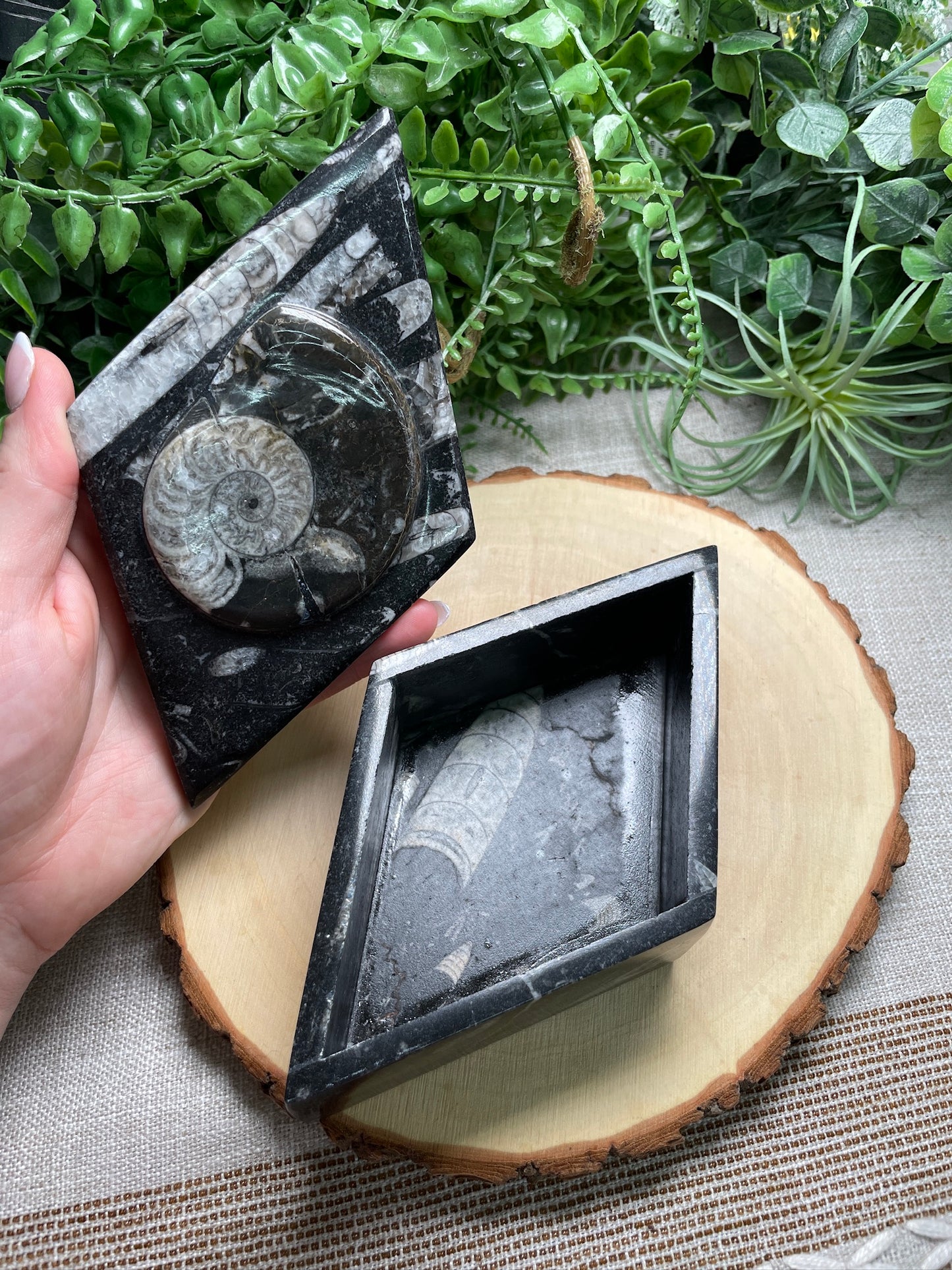 Ammonite and Orthoceras Fossil Box