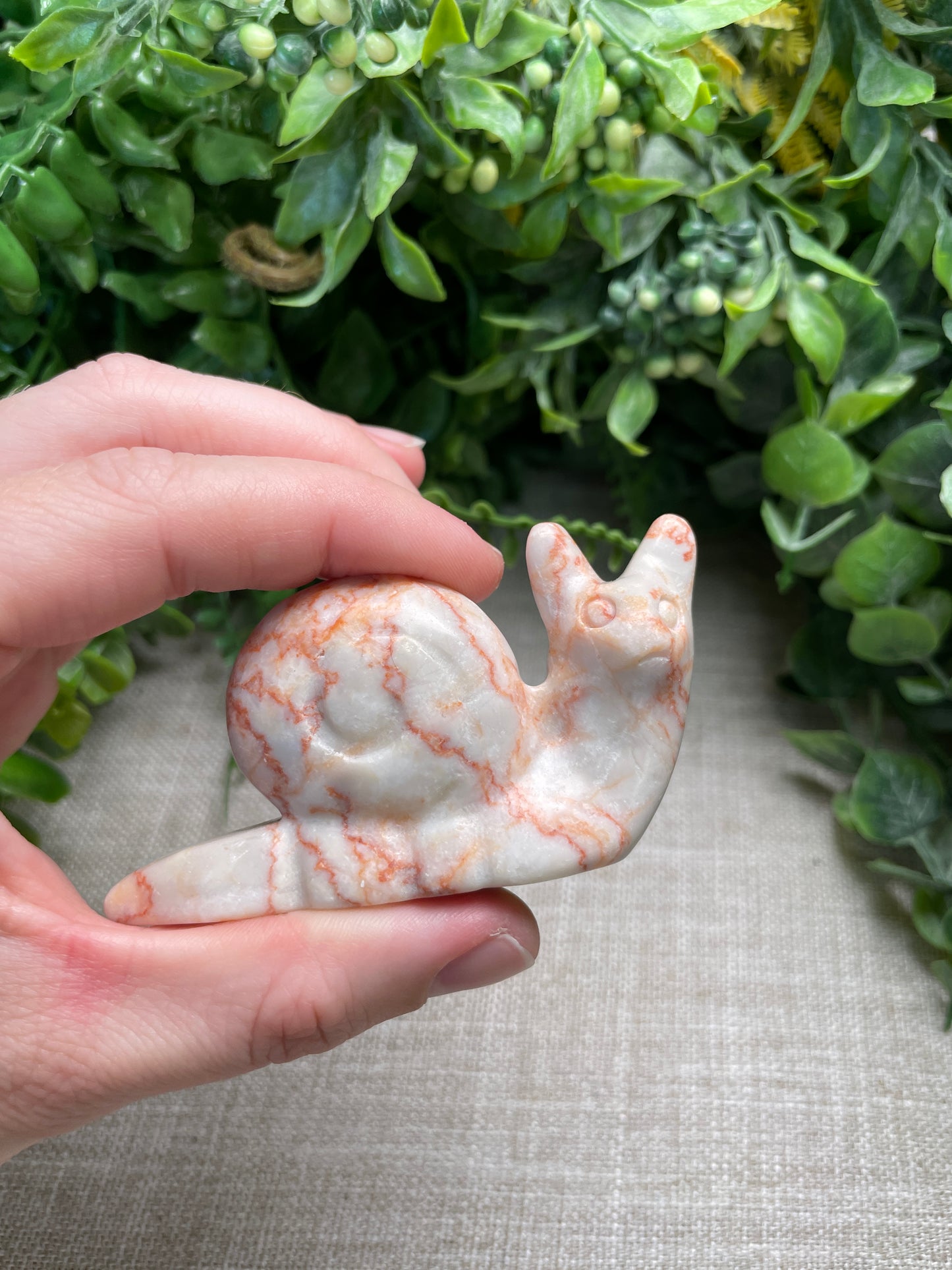 Red Vein Jasper Cat Snail