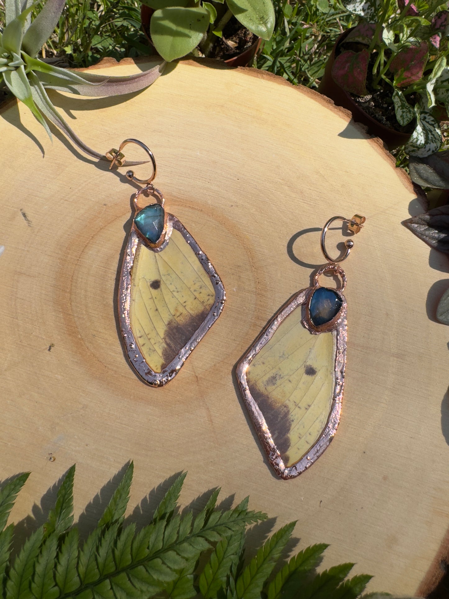 Labradorite and Imperial Moth Wing Earrings