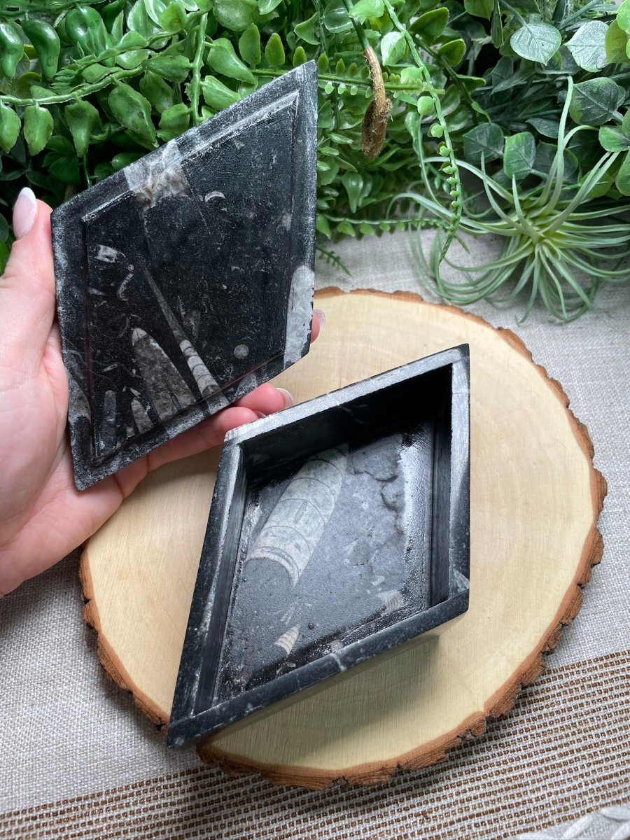 Ammonite and Orthoceras Fossil Box | Copper Ashes