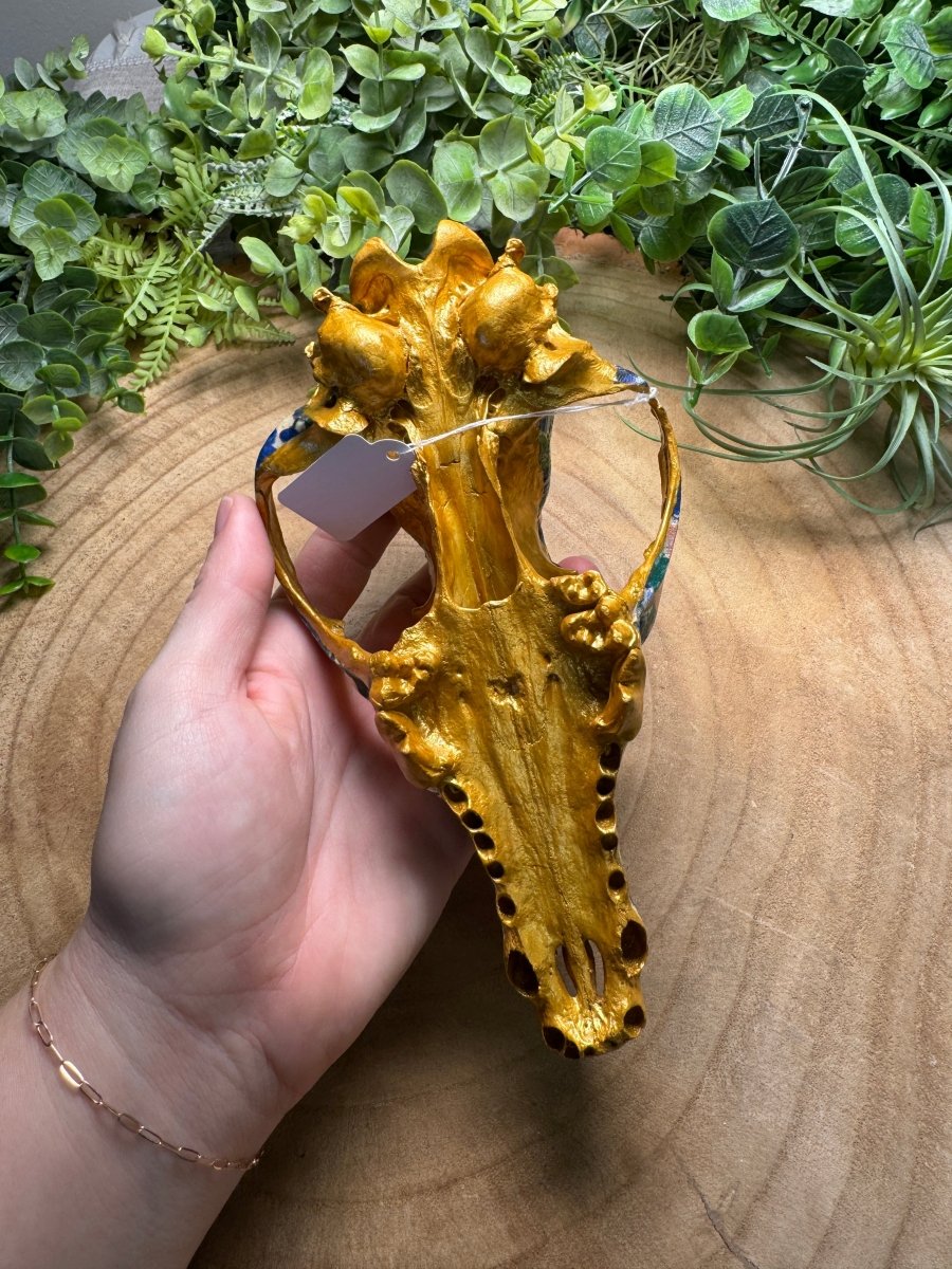 Coyote Mix Skull- Hand Decorated | Copper Ashes