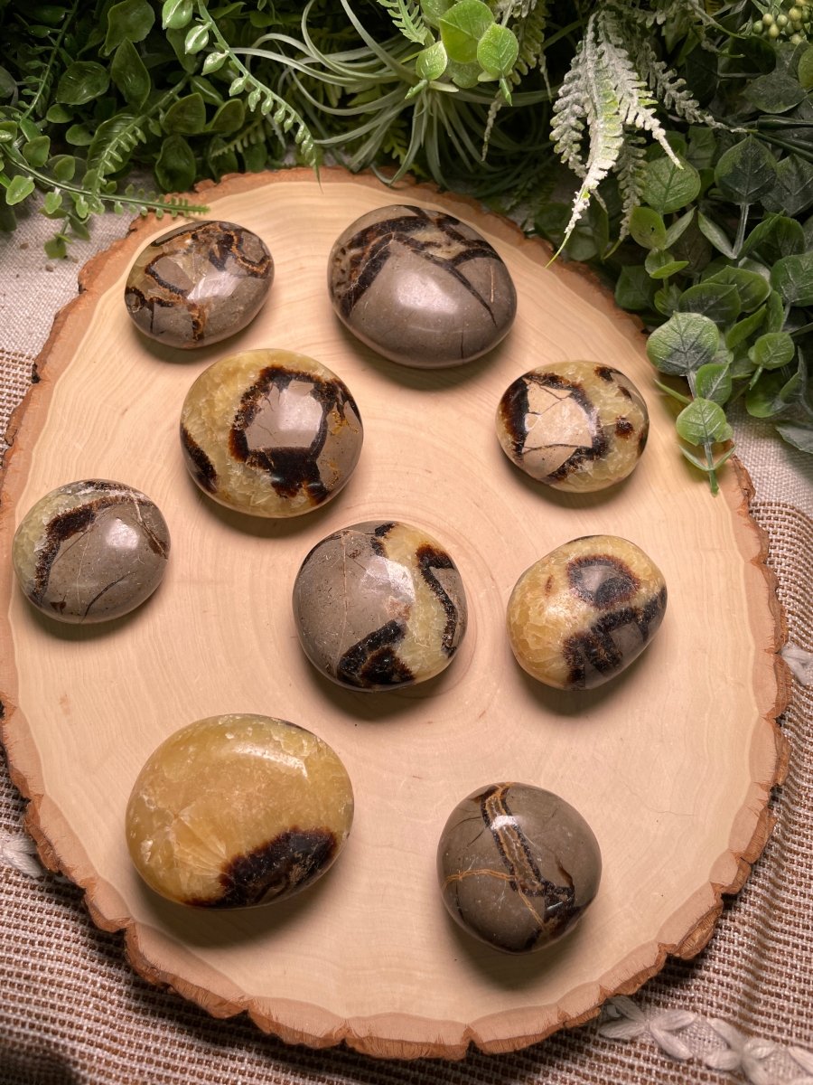 Septarian Palm Stone | Copper Ashes
