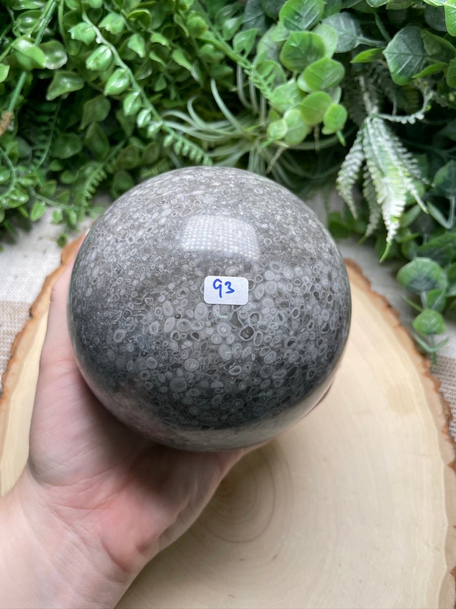 XL Fossilized Coral Sphere | Copper Ashes