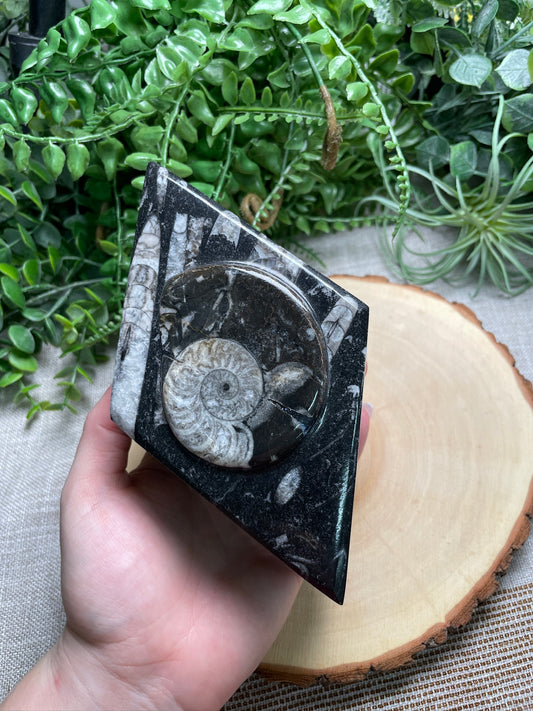 Ammonite and Orthoceras Fossil Box