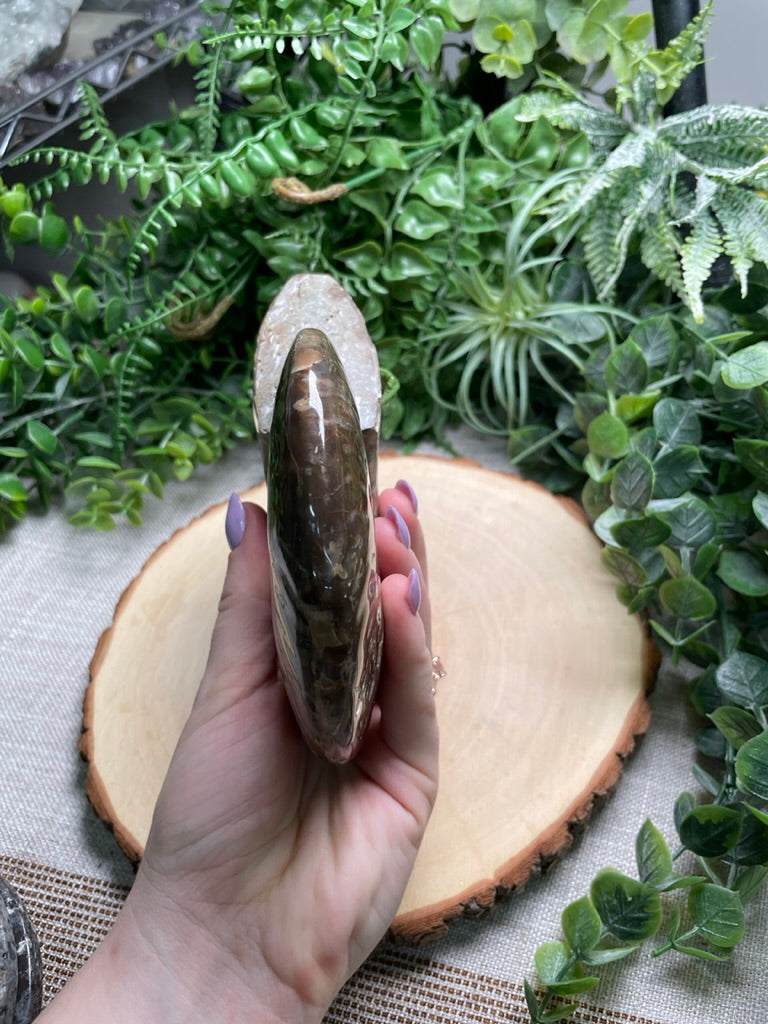 Ammonite Fossil
