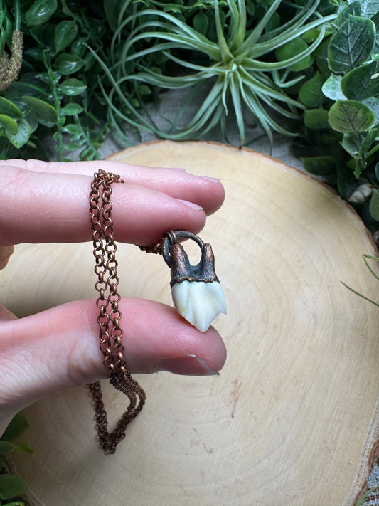 Deer Tooth Necklace