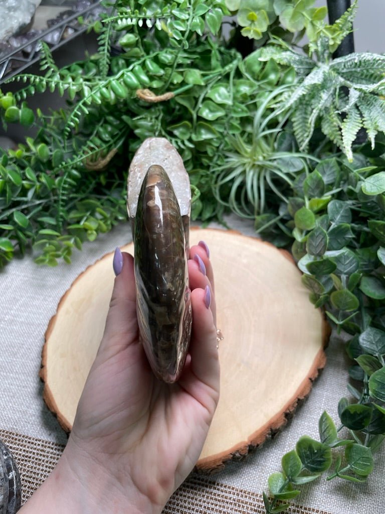 Ammonite Fossil | Copper Ashes