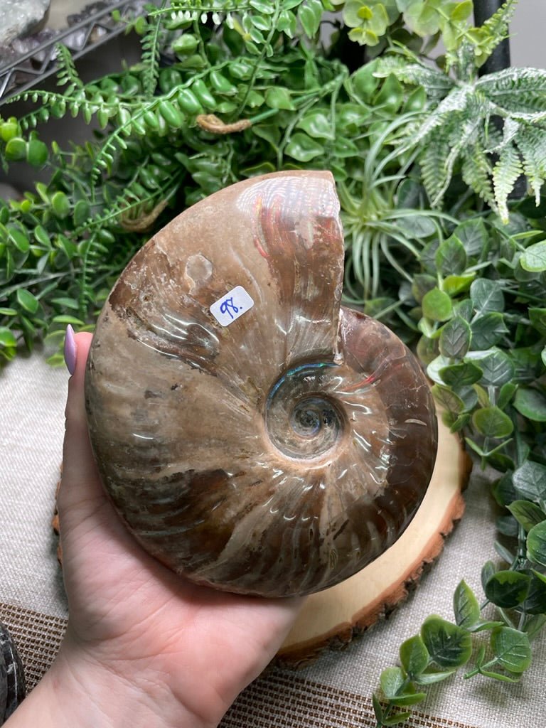 Ammonite Fossil | Copper Ashes