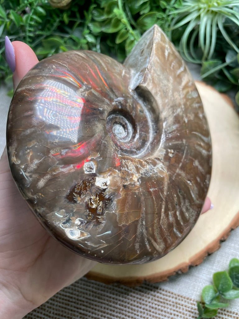 Ammonite Fossil | Copper Ashes