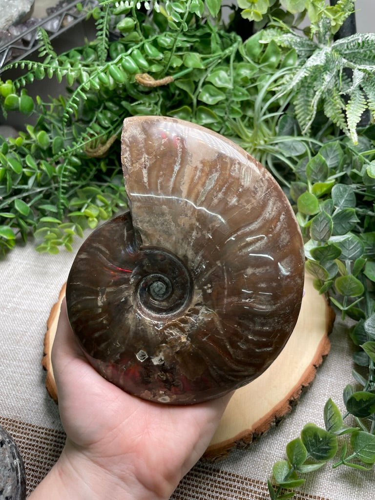 Ammonite Fossil | Copper Ashes