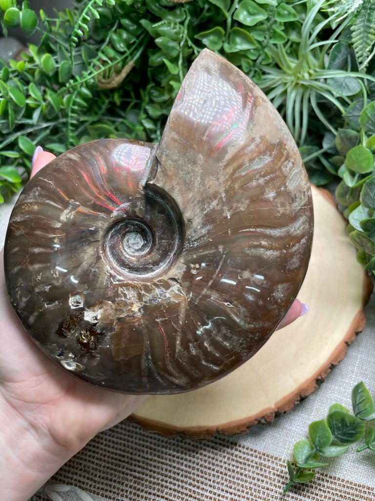 Ammonite Fossil | Copper Ashes