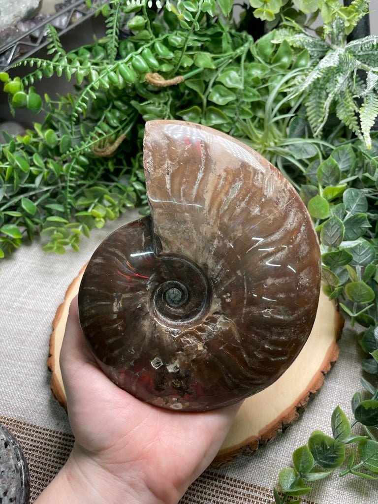 Ammonite Fossil | Copper Ashes