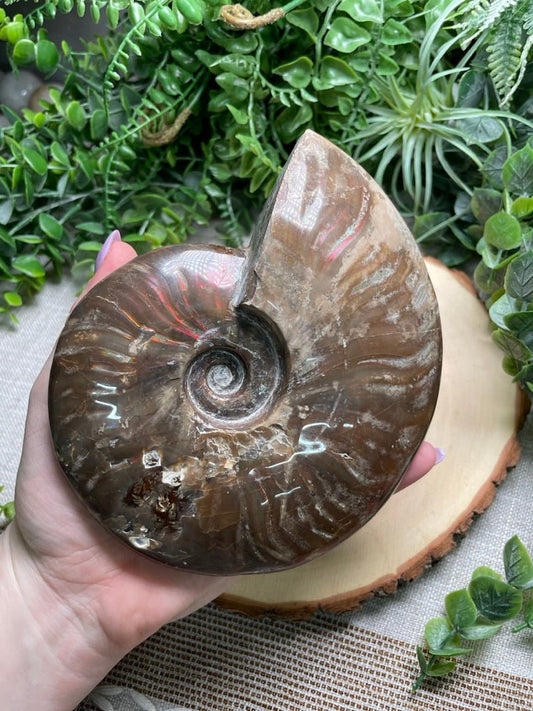 Ammonite Fossil | Copper Ashes