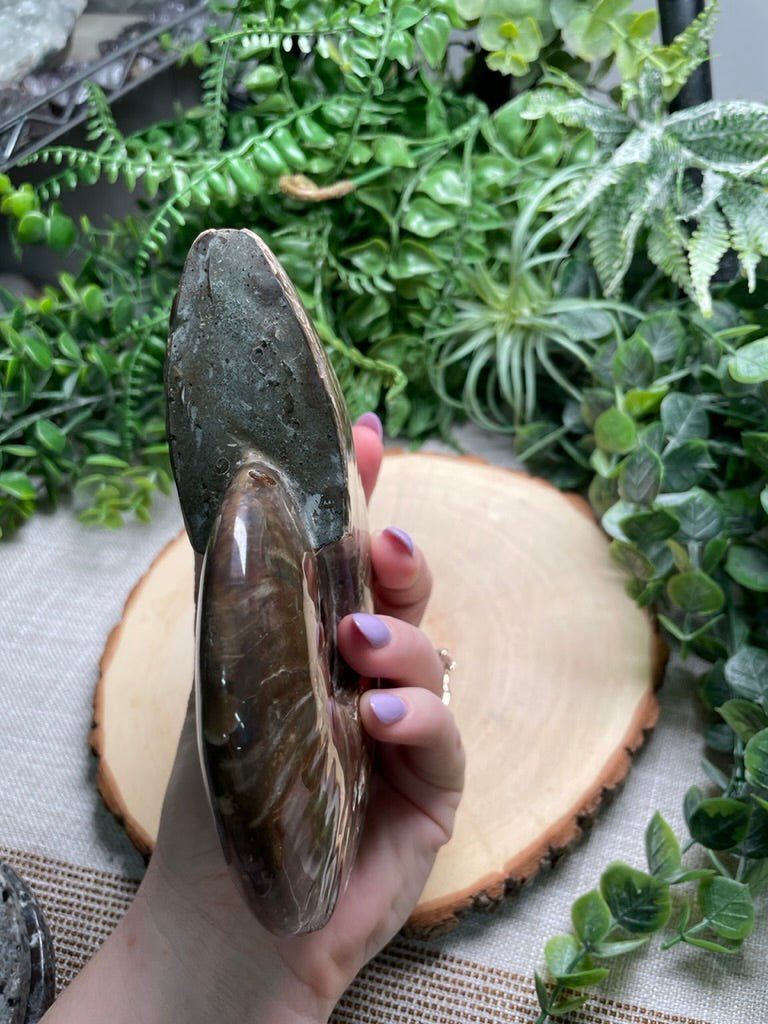 Ammonite Fossil | Copper Ashes