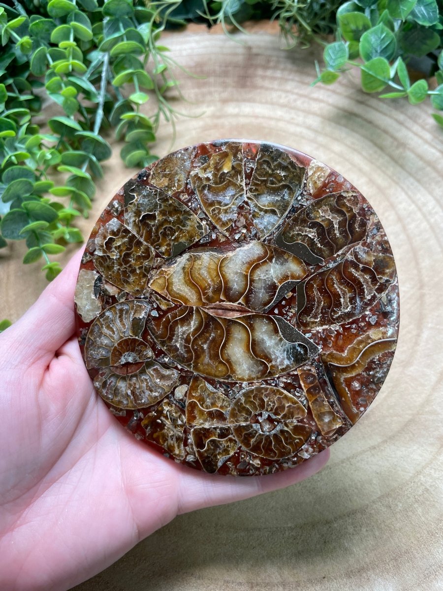Ammonite Fossil and Resin Plate | Copper Ashes