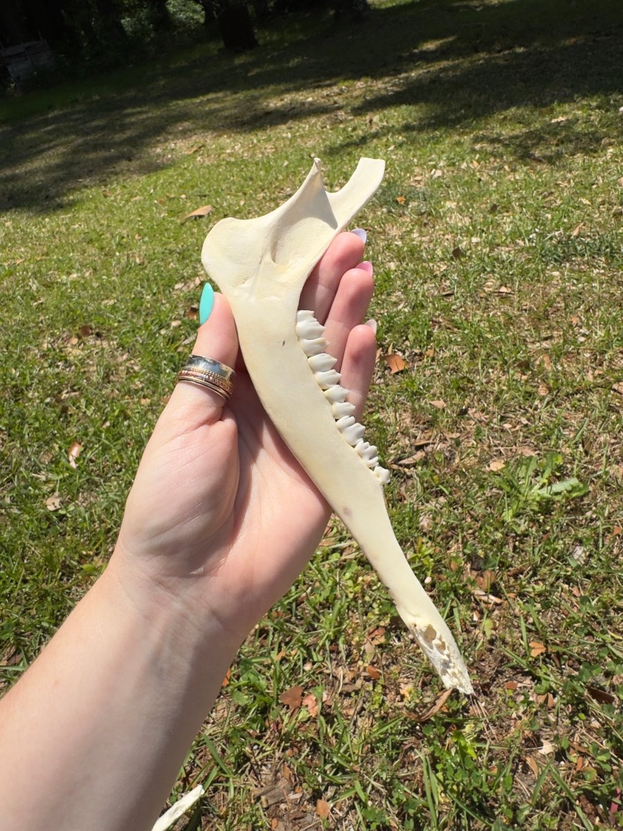 Decorated Deer Jawbone | Copper Ashes