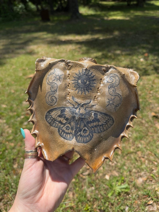 Decorated Horseshoe Crab Shell | Copper Ashes