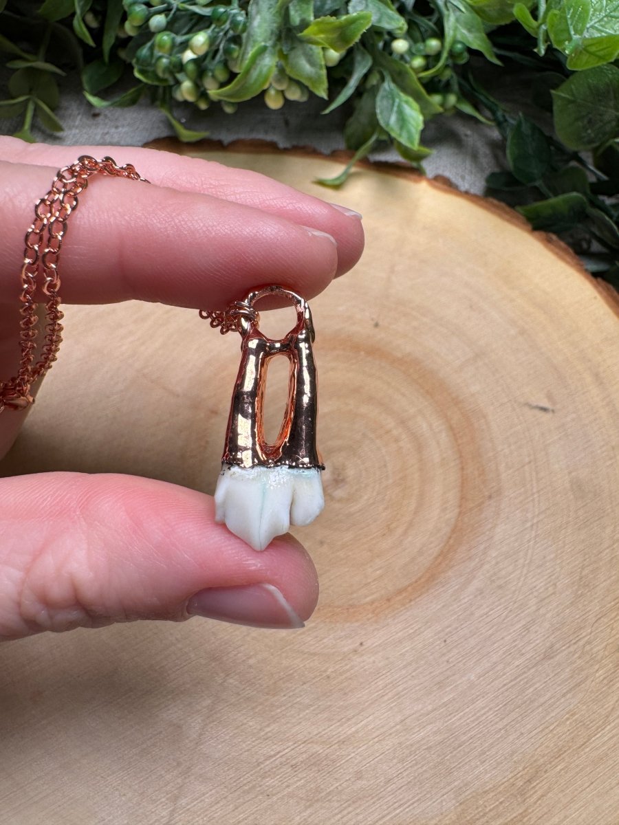 Deer Tooth Necklace | Copper Ashes