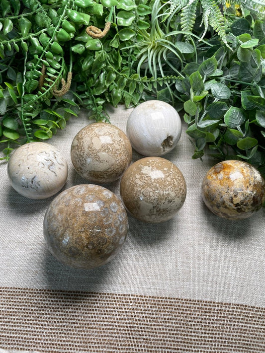 Fossilized Coral Sphere | Copper Ashes