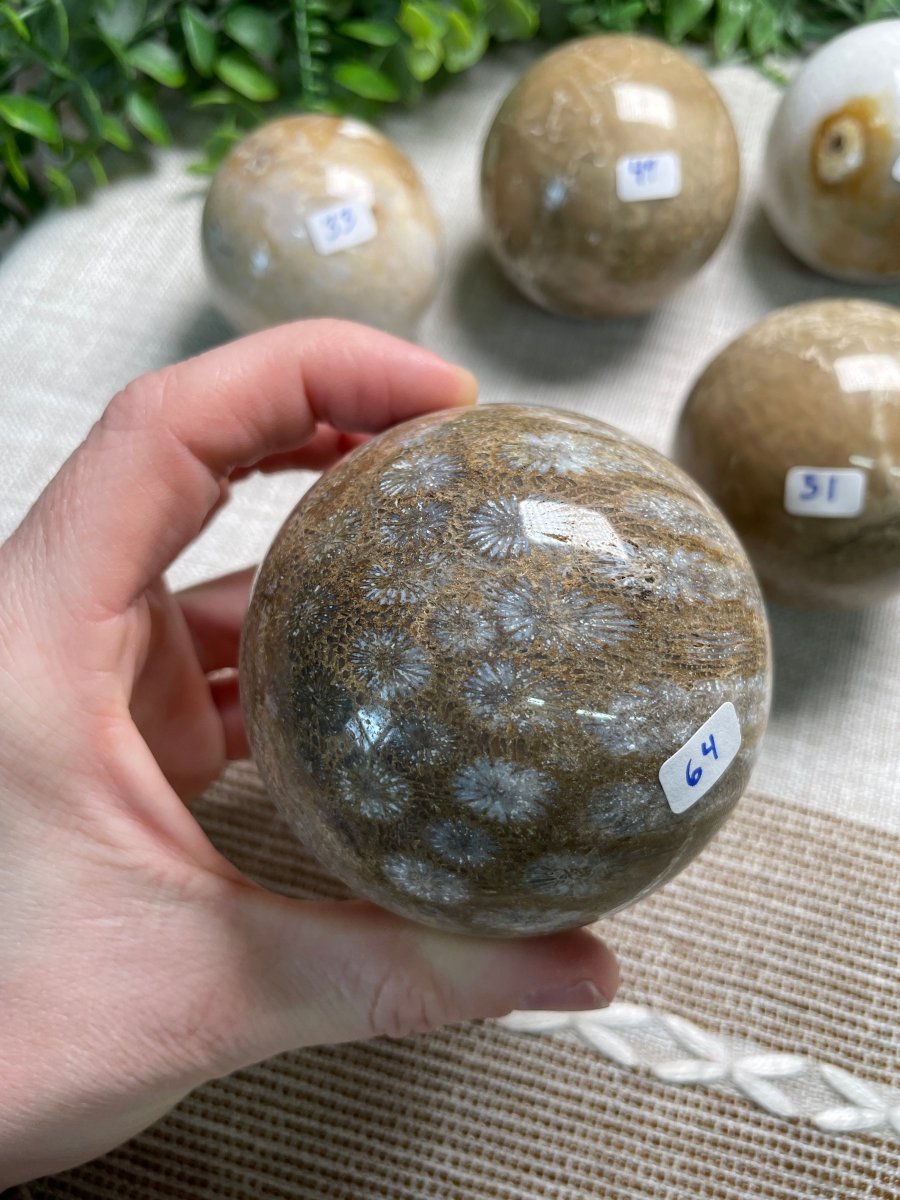 Fossilized Coral Sphere | Copper Ashes