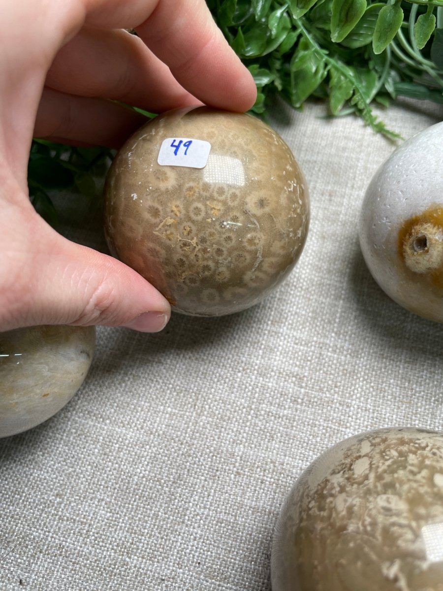 Fossilized Coral Sphere | Copper Ashes