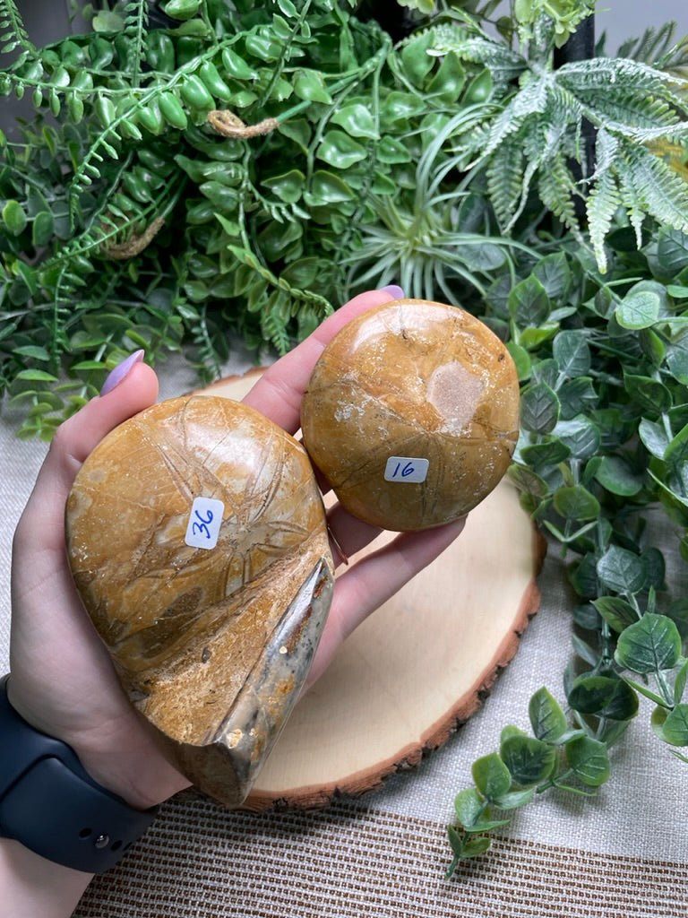 Fossilized Sand Dollar | Copper Ashes