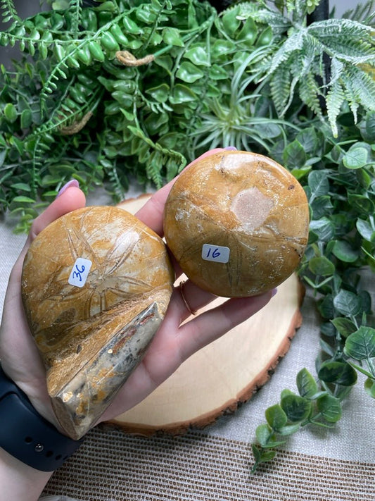 Fossilized Sand Dollar | Copper Ashes