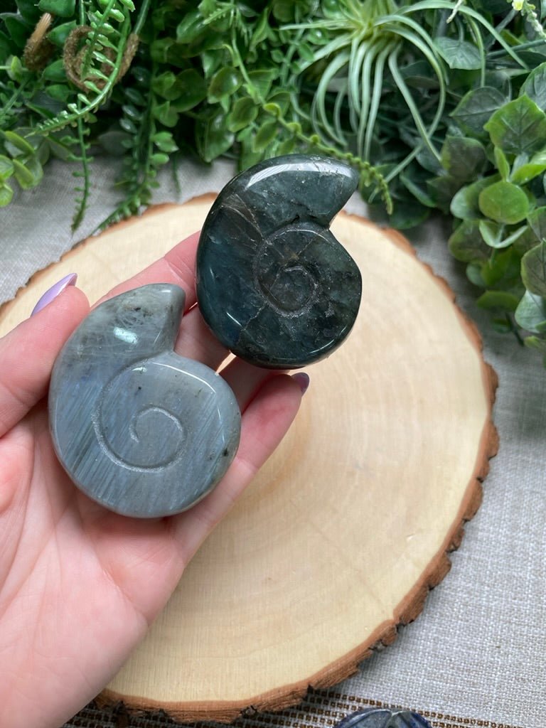 Labradorite Ammonite | Copper Ashes