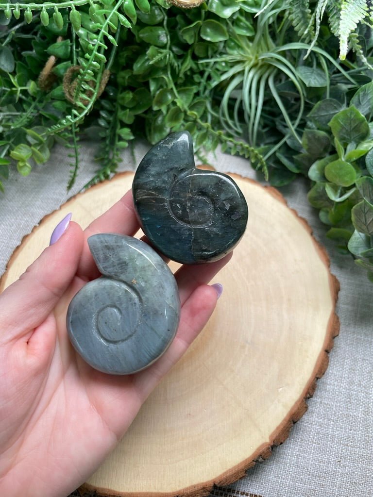 Labradorite Ammonite | Copper Ashes