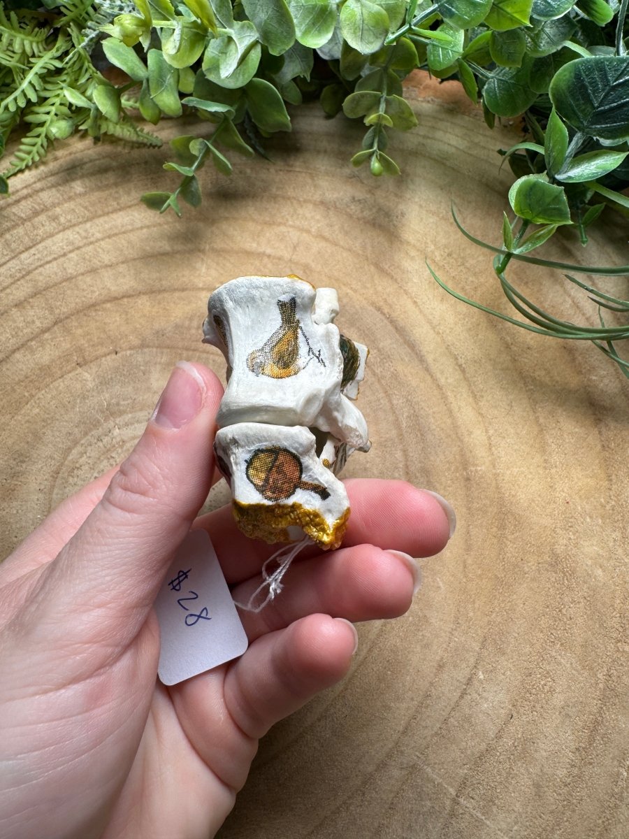 Vertebrae- Hand Decorated | Copper Ashes