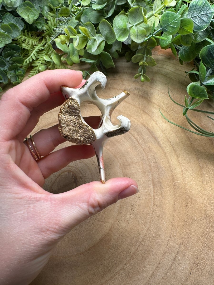 Vertebrae- Hand Decorated | Copper Ashes