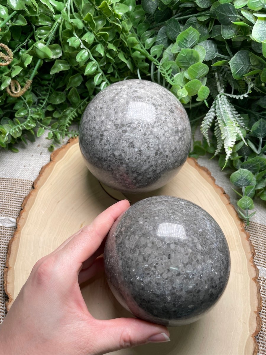 XL Fossilized Coral Sphere | Copper Ashes