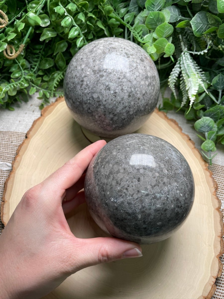 XL Fossilized Coral Sphere | Copper Ashes