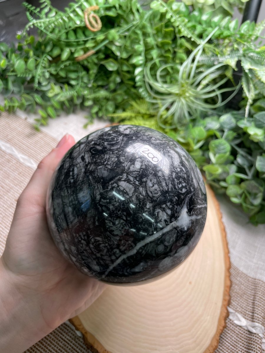XL Shell Fossil Sphere | Copper Ashes
