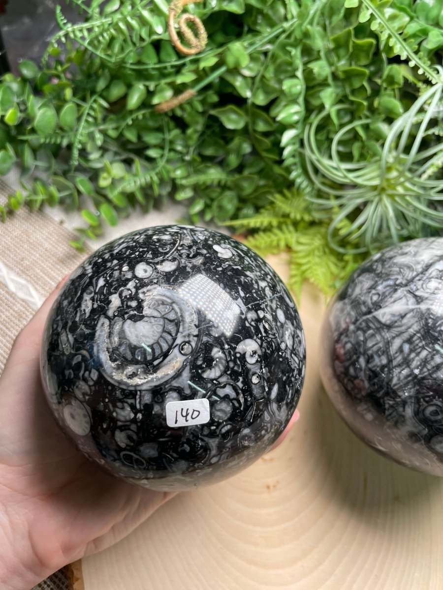XL Shell Fossil Sphere | Copper Ashes
