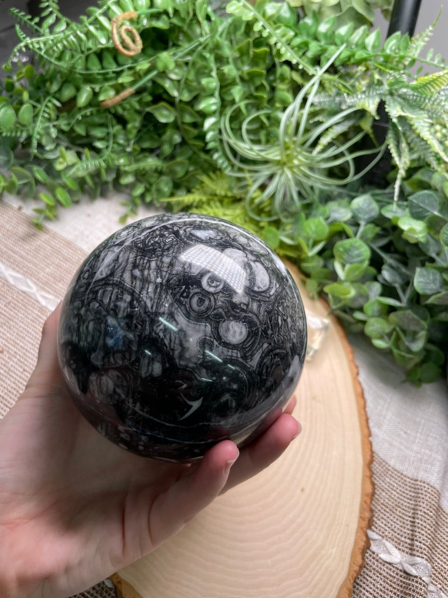 XL Shell Fossil Sphere | Copper Ashes