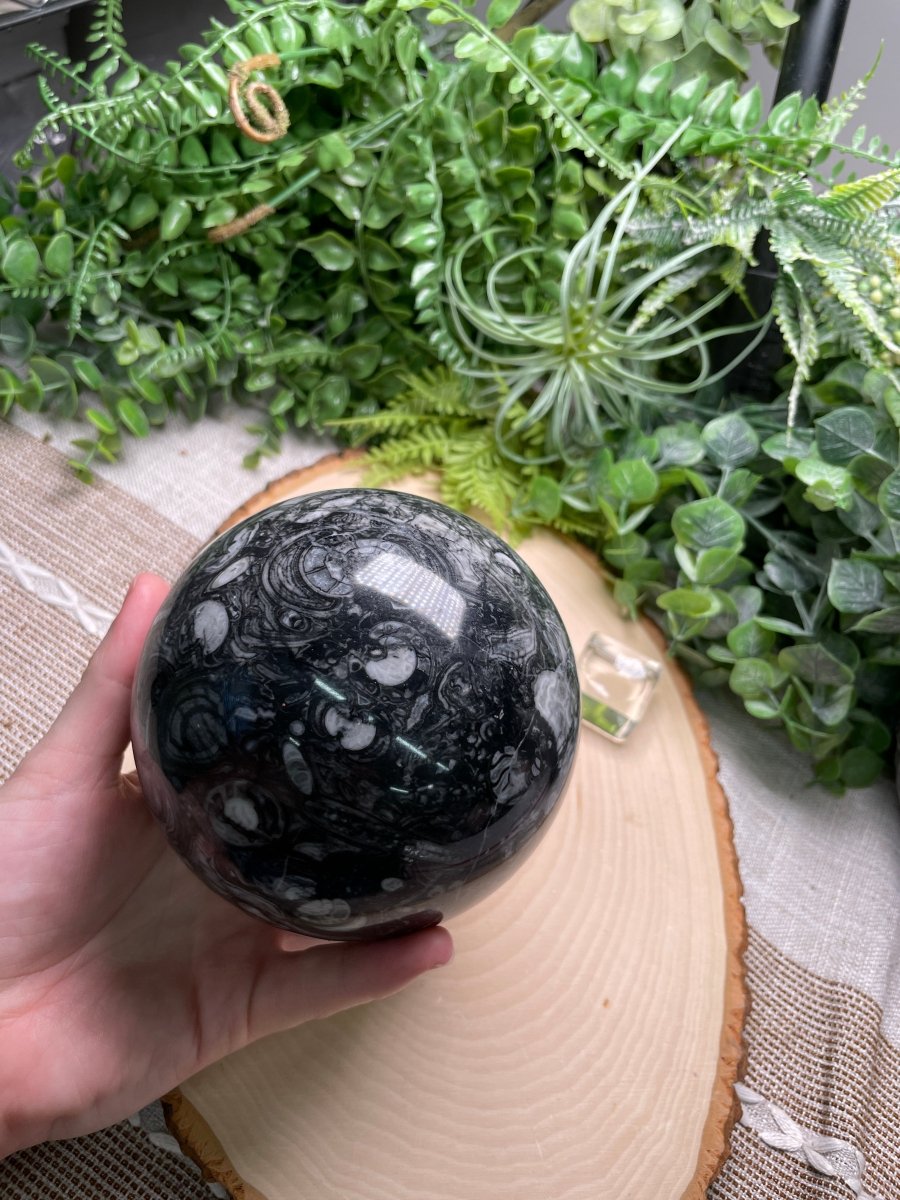 XL Shell Fossil Sphere | Copper Ashes