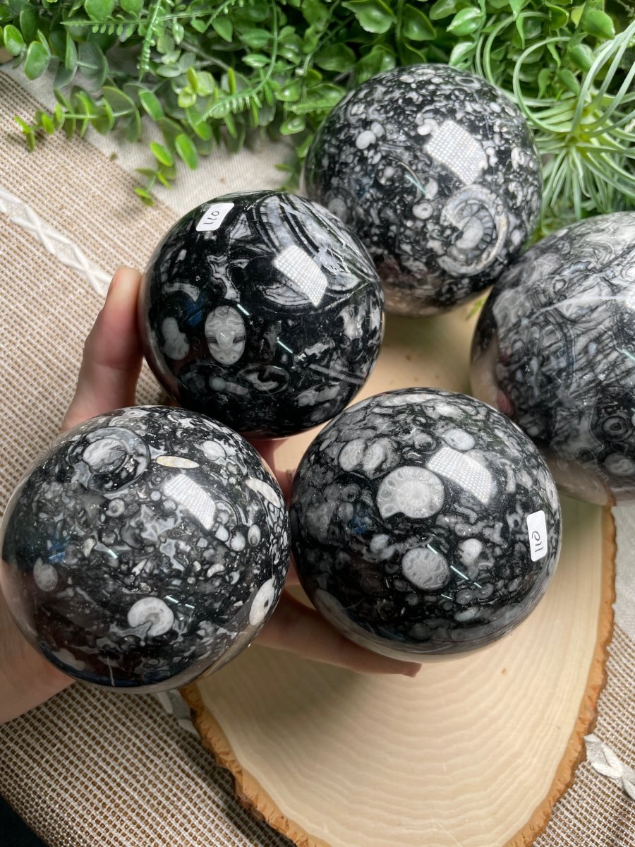 XL Shell Fossil Sphere | Copper Ashes