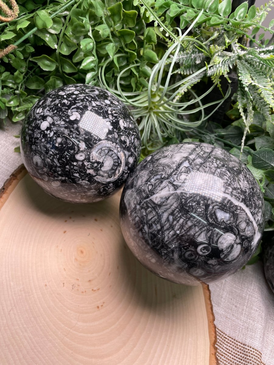 XL Shell Fossil Sphere | Copper Ashes