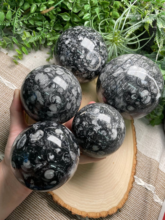 XL Shell Fossil Sphere | Copper Ashes