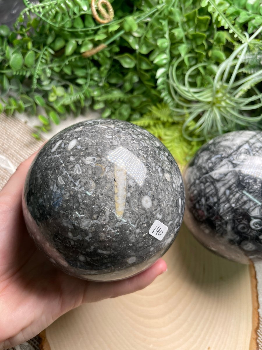 XL Shell Fossil Sphere | Copper Ashes