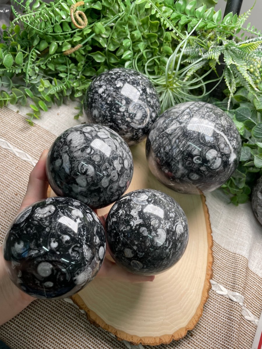XL Shell Fossil Sphere | Copper Ashes