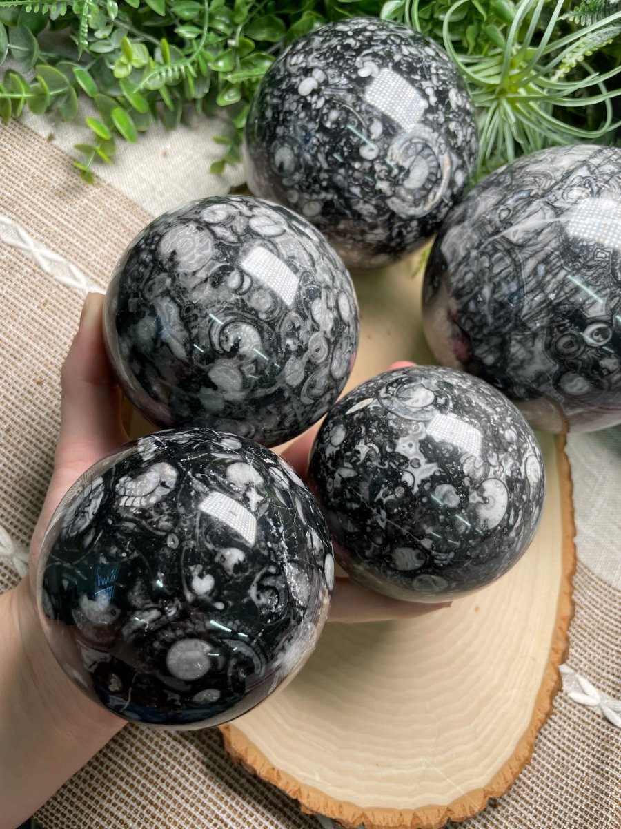 XL Shell Fossil Sphere | Copper Ashes